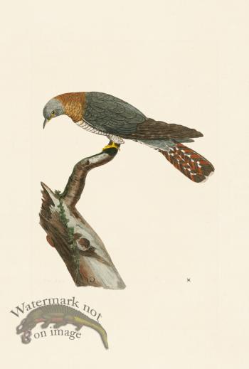 Pennant Zoology 092